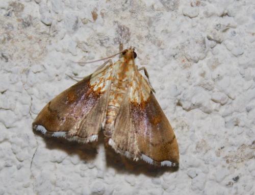 Agrotera nemoralis